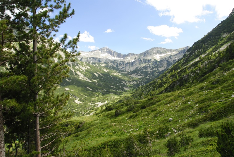 heuffelii from Vihren - O Abhang