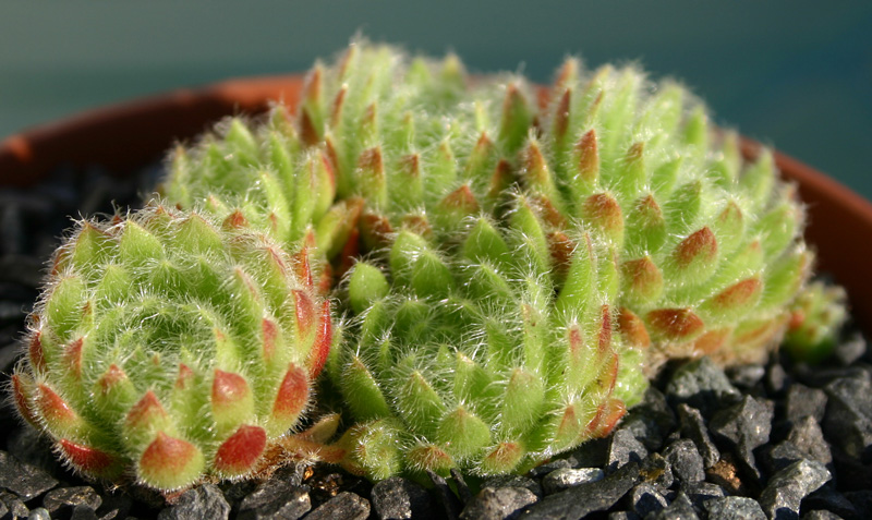 ciliosum ssp. ciliosum (borisii)