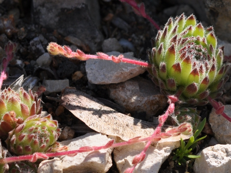 ciliosum ssp. octopodes