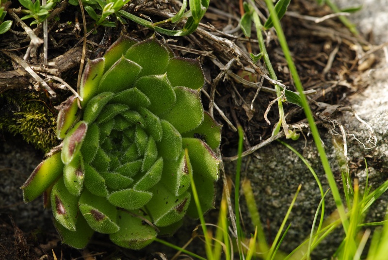 heuffelii from Vihren - O Abhang