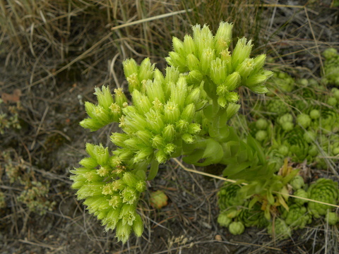 globiferum ssp. globiferum from Kozelka