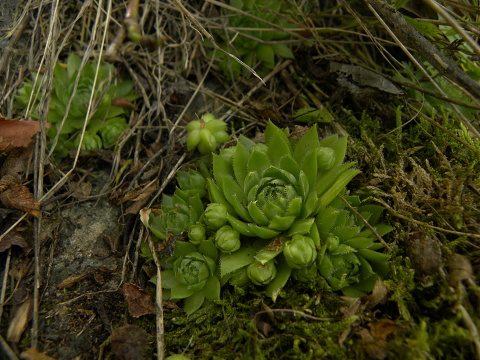 globiferum ssp. globiferum from Krsy