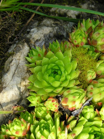 globiferum ssp. hirtum (preissianum) from Zvolen