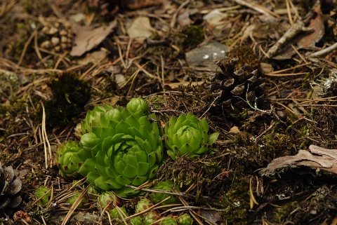 globiferum ssp. globiferum from Čerňovice (südöstl.)