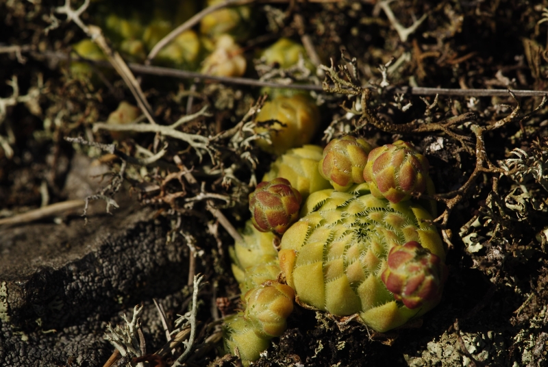 globiferum ssp. globiferum from Svatá