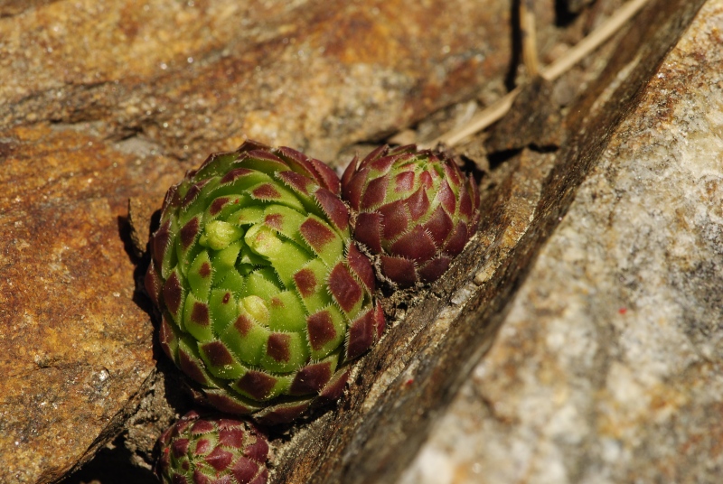 globiferum ssp. globiferum from Dobršín, Pumperk