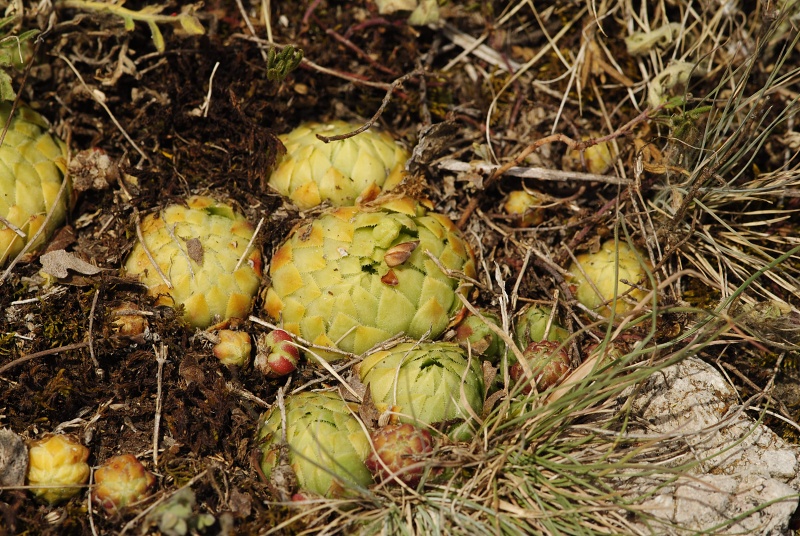 globiferum ssp. globiferum from Koněprusy, Zlatý kůň