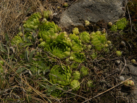 globiferum ssp. globiferum from Sepuska