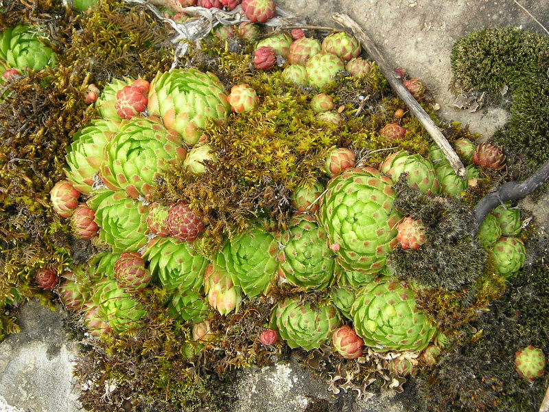 globiferum ssp. globiferum from Andělská hora
