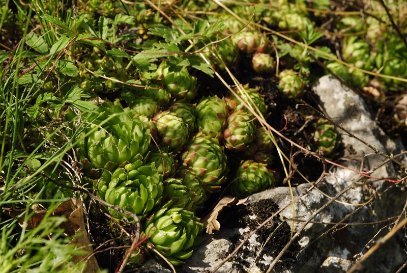 globiferum ssp. globiferum from Koda