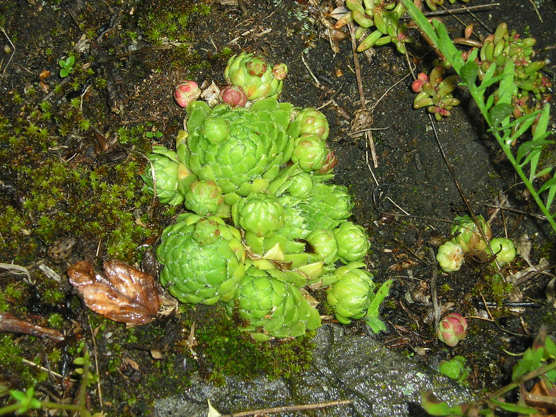 globiferum ssp. globiferum from Velký Bezděz