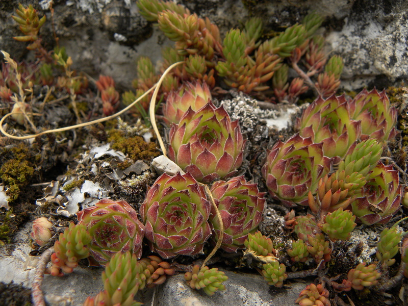 marmoreum from Ražana glava