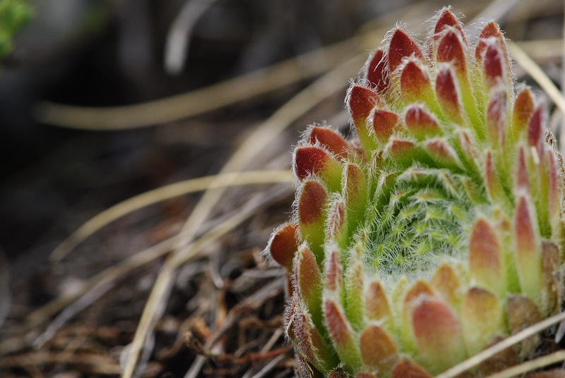 ciliosum x S. marmoreum from Lipova Livada (ü. d. Straße)