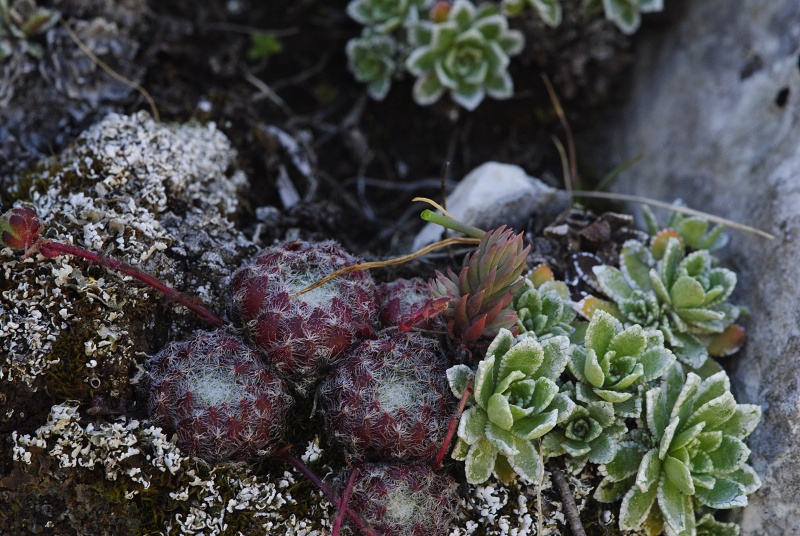 ciliosum ssp. ciliosum (galicicum) from Tepeno, östl. Abhang