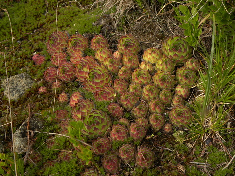 sp. from Pančičev vrh