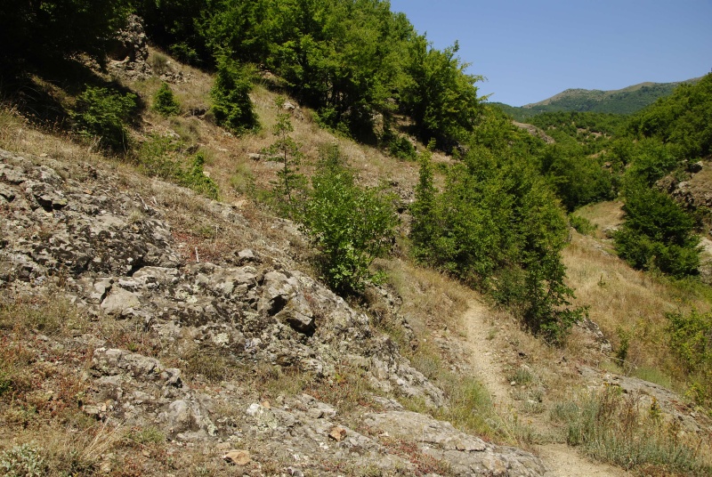 ciliosum from Rila, O, Krasto