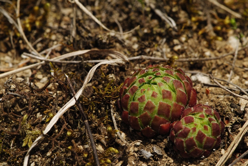 globiferum ssp. globiferum from Čepice, NO