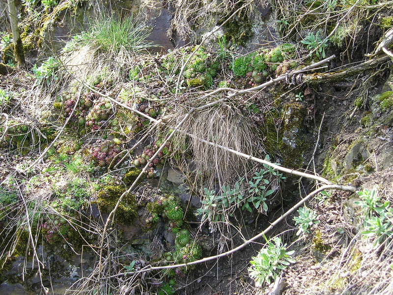 globiferum ssp. globiferum from Chrást u Plzně