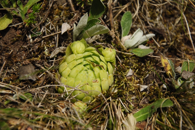 globiferum ssp. globiferum from Podštěly, Jezerský vrch