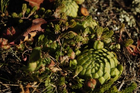 globiferum ssp. globiferum from Statíková skála