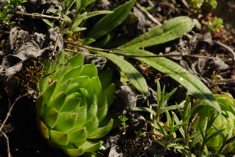 globiferum ssp. globiferum from Sušice, über der Tankstelle