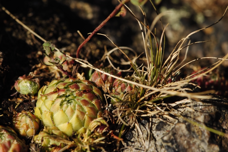 globiferum ssp. globiferum from Hudlická skála