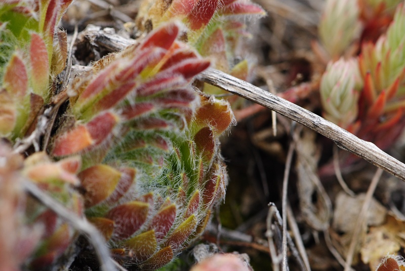 ciliosum x S. marmoreum from Lipova Livada (ü. d. Straße)