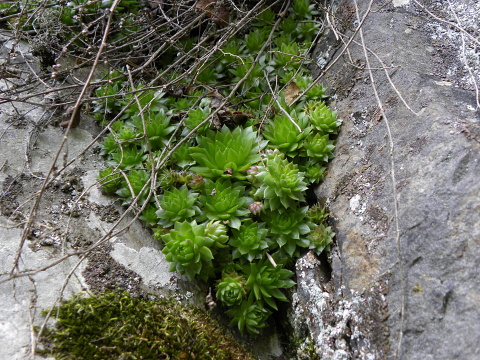 globiferum ssp. globiferum from Špičák bei Mezí