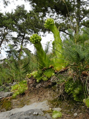 globiferum ssp. globiferum from Kozelka