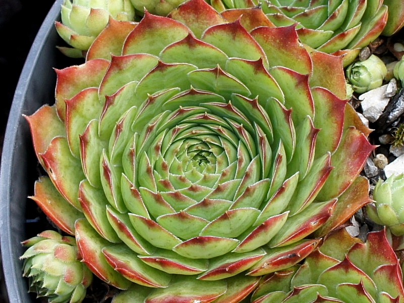 Katmai