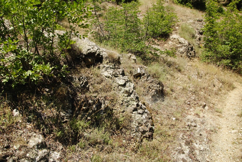 ciliosum from Rila, O, Krasto