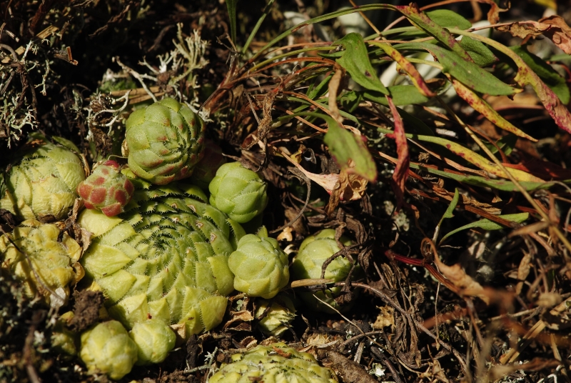 globiferum ssp. globiferum from Hudlická skála