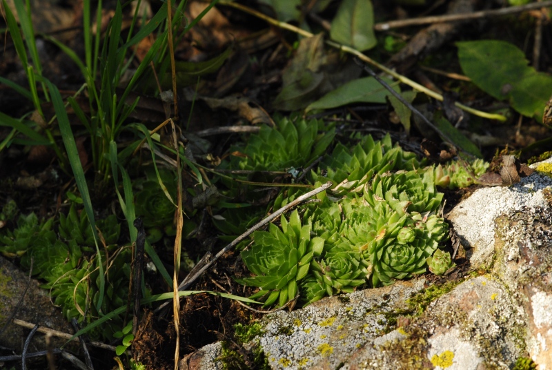 globiferum ssp. globiferum from Zlatá Hvězda