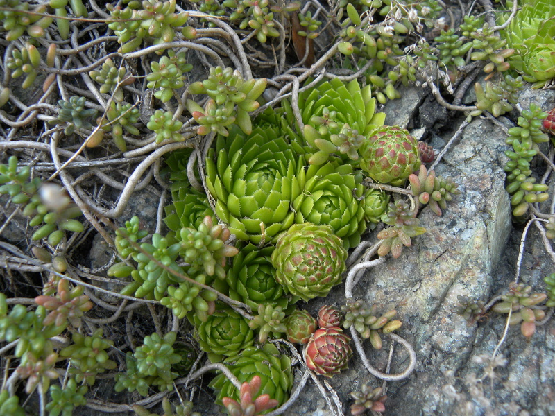 globiferum ssp. globiferum from Blansko, Zusammenfluss