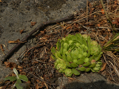 globiferum ssp. globiferum from Sepuska