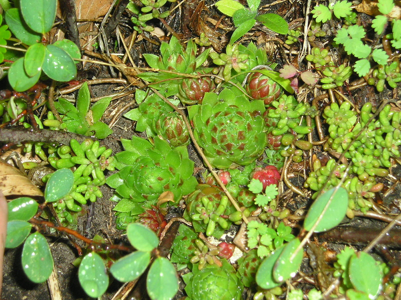 globiferum ssp. globiferum from Velký Bezděz