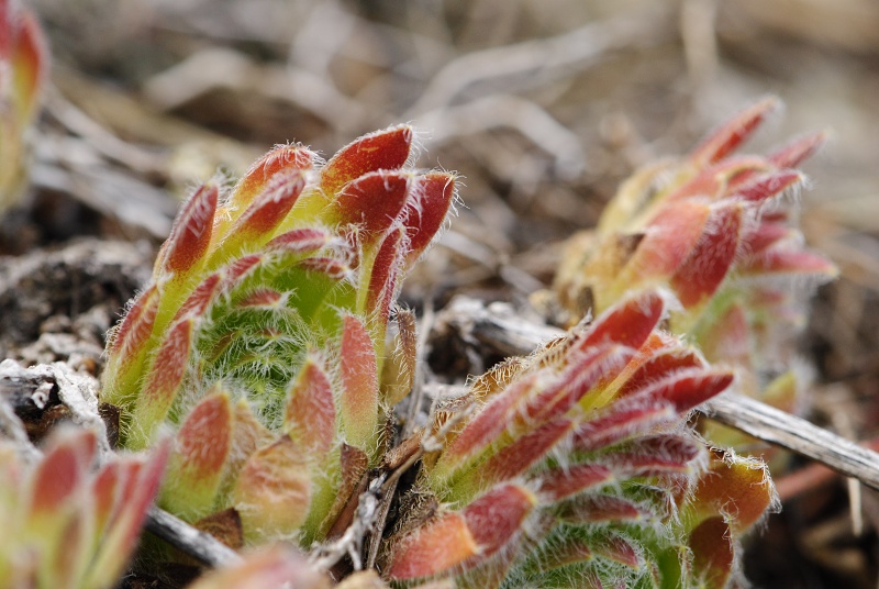 ciliosum x S. marmoreum from Lipova Livada (ü. d. Straße)