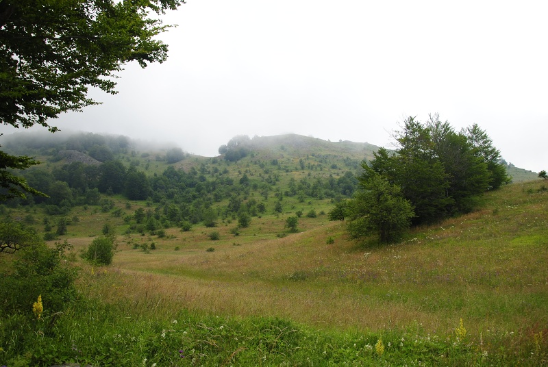 heuffelii from Sokolov vis