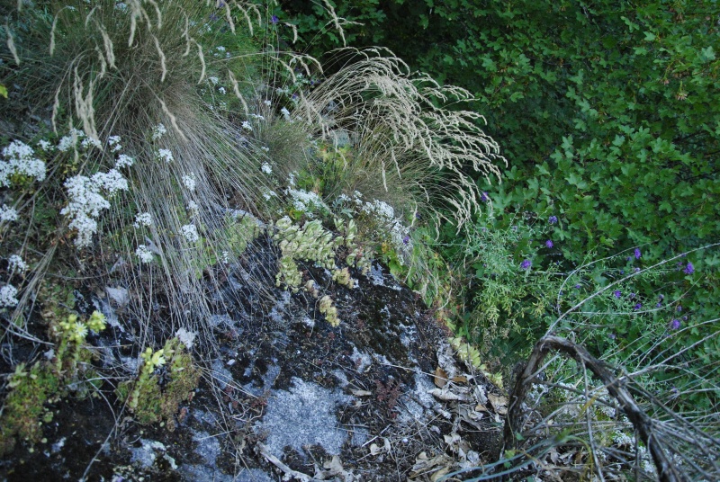 leucanthum from Sveti Ivan Rilski (unterhalb)