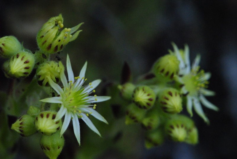 leucanthum from Sveti Ivan Rilski (unterhalb)