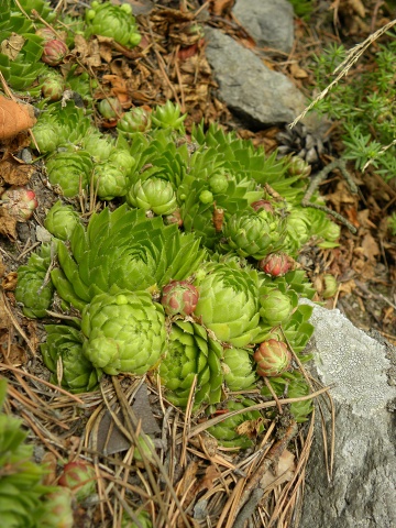 globiferum ssp. globiferum from Kozelka