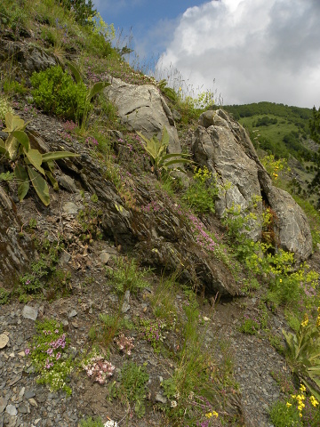 kosaninii from Valušnica (Mitte)