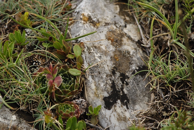 heuffelii from Smrdlivi virovi, SO