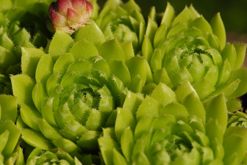 globiferum ssp. globiferum from Blansko, Zusammenfluss