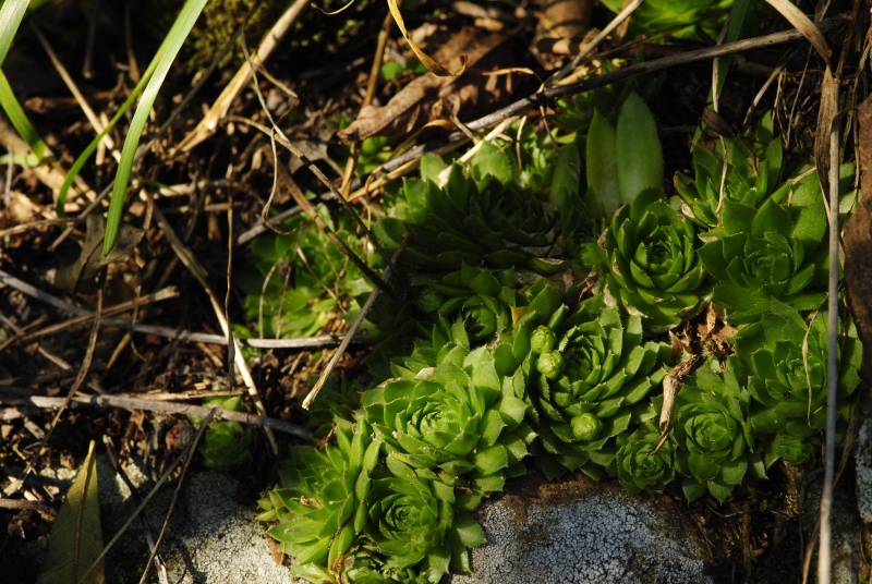 globiferum ssp. globiferum from Zlatá Hvězda