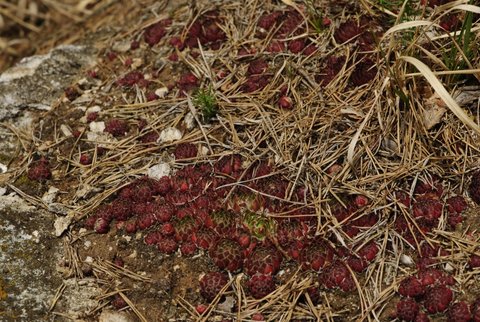 globiferum ssp. globiferum from Čepice, NO