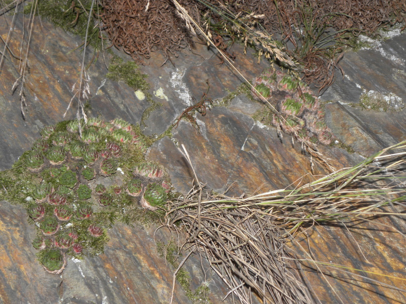 globiferum ssp. globiferum from Manětín, Vuršův mlýn