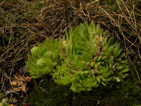 globiferum ssp. globiferum from Sepuska