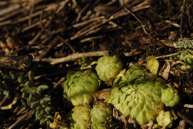 globiferum ssp. globiferum from Trubínský vrch
