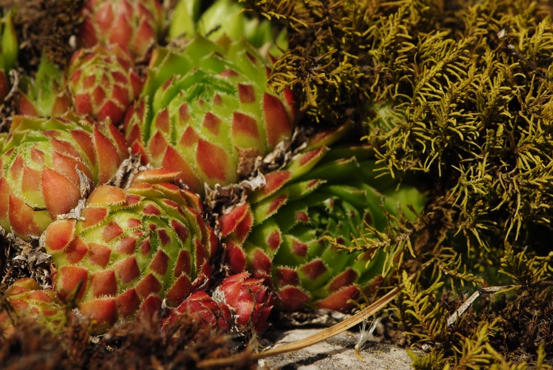 globiferum ssp. globiferum from Hejná, Radvanka